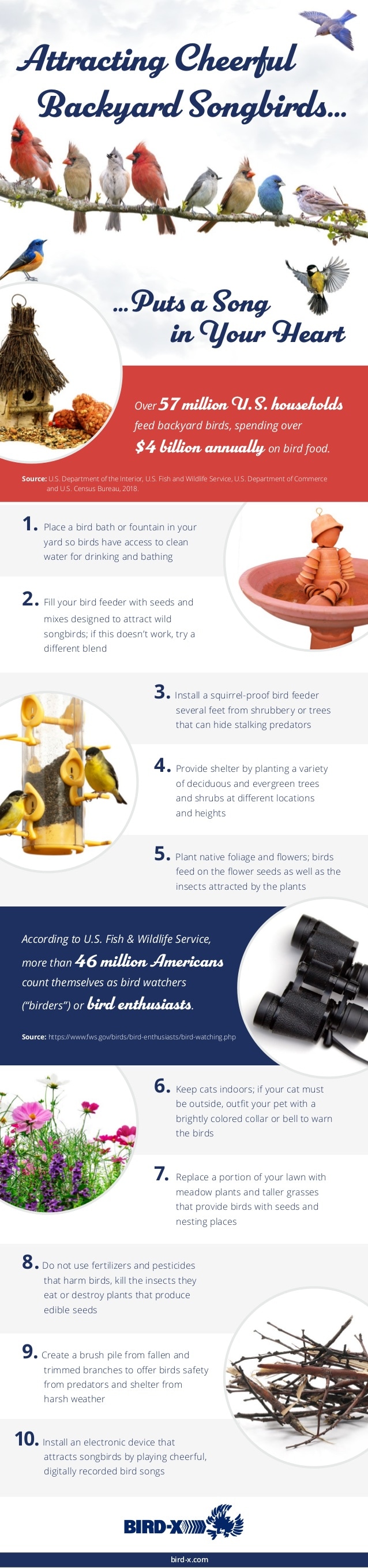 Backyard Songbirds (Infographic)