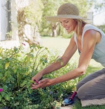Growing A Waterwise Garden