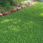Grass Grumbles? 5 Benefits of a Clover Lawn