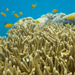 10 Facts About What is Actually Happening to The Great Barrier Reef
