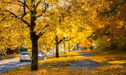 Seasonal Struggles: Caring for a Child with Seasonal Allergies