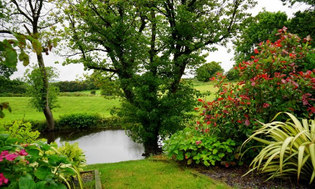 Professional Landscaping Tips and a Guide for Winter