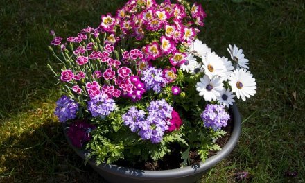 5 Ways to Improve Your Garden on A Budget