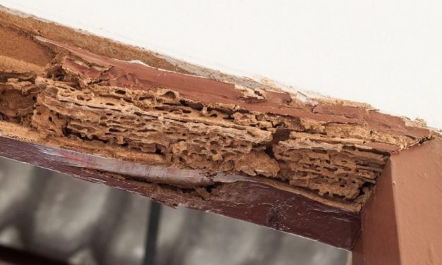 What You Should Know About Timber Pests and Damage