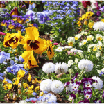 5 Things You Can Do to Make Your Garden Look Ten Times Better