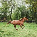 How can my horse make a full recovery from back issues?
