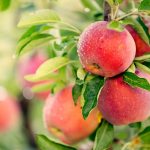 How Stepover Apple Trees Differ From the Rest