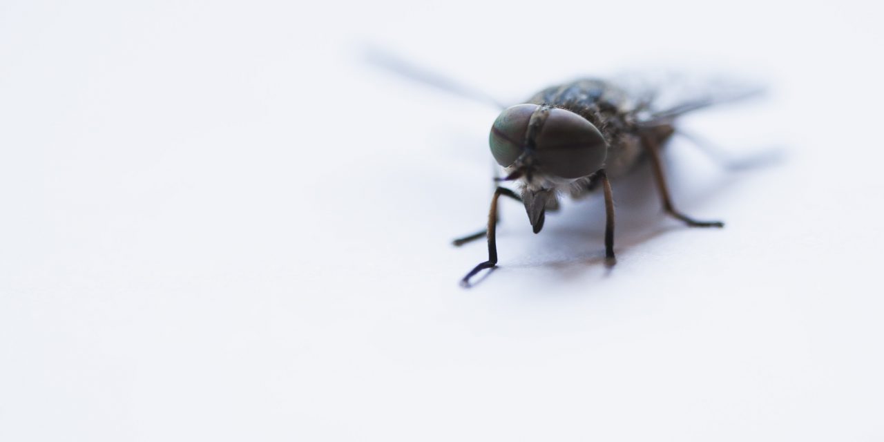 Bug Off: 4 Strategies for Keeping Insects Out of Your Home