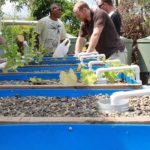 7 Simple Steps to Aquaponics System Maintenance