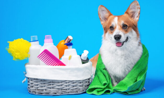 Best Dog Grooming Supplies for your Loving Pet