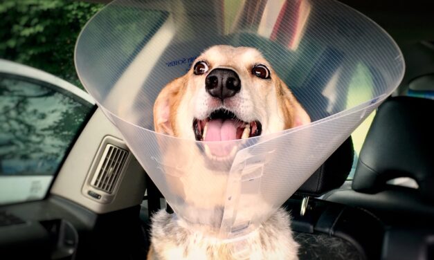 How to Make Sure Your Dog Heals Correctly After a Surgery