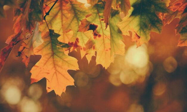 How to Prepare the Outside of Your Home for Fall Weather