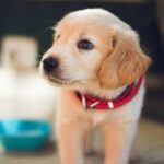 8 Top Tips for Training Your Puppy