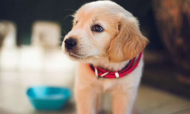 8 Top Tips for Training Your Puppy