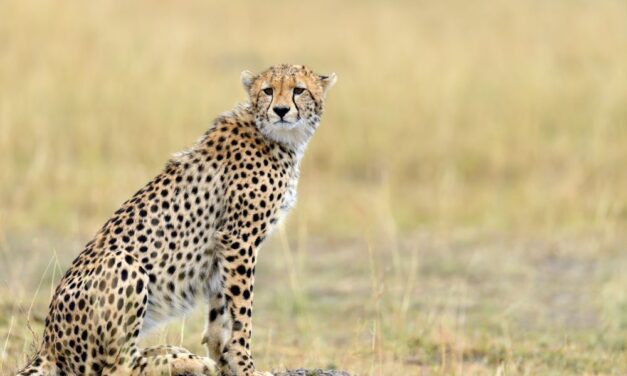 How To Find Licensed Exotic Animal Breeders