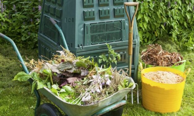 How to water your indoor plants properly