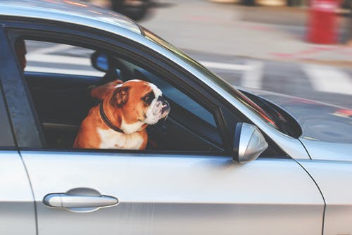 A Guide To Transporting Your Dog Safely
