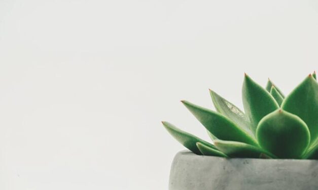 Succulent Plants: Informative Guide For The Beginners