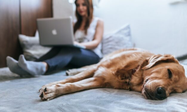 Tips to help prepare your home for a pet