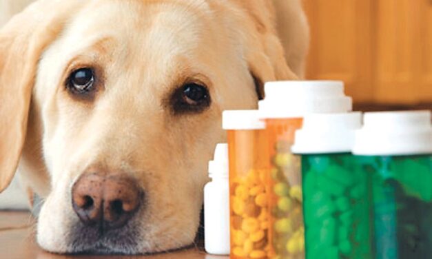 A Holistic Vet’s Guide to Pet Food, Part I – Who’s in Charge?