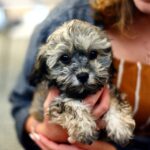 How Owning a Dog or Cat Can Reduce Stress