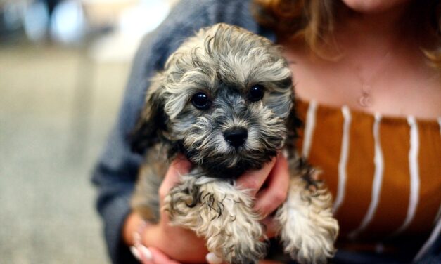 How Owning a Dog or Cat Can Reduce Stress