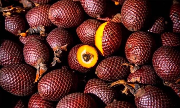 Aguaje, the Miracle Fruit for Women. All You Need to Know