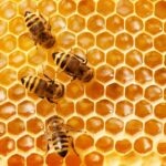 How Long Will A Beehive Last?