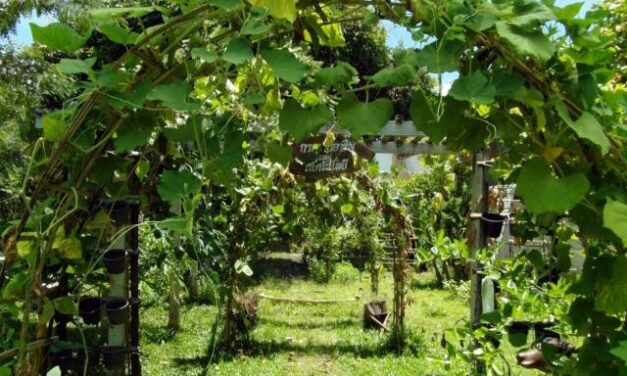 Gardening in the Autumn: Preparing For Colder Weather