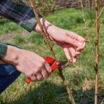 The Incredible Benefits Of Tree Pruning