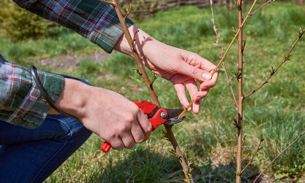 The Incredible Benefits Of Tree Pruning