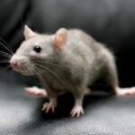 What to do when you see rodent in your house