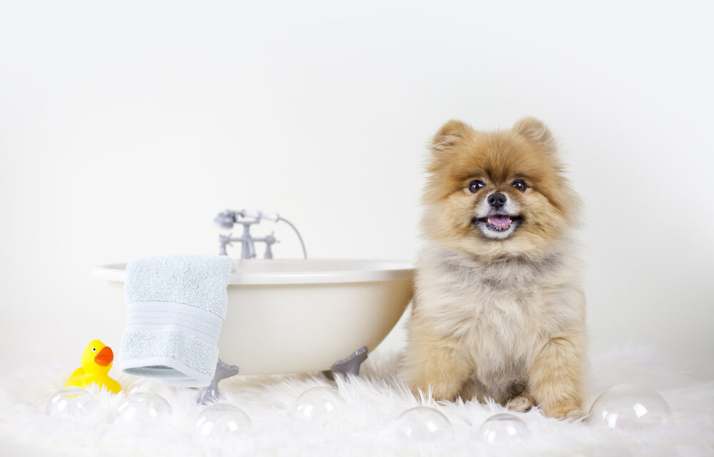 How to Keep Your Dog’s Fur Shiny and Healthy?