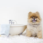 How to Keep Your Dog’s Fur Shiny and Healthy?