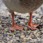 Tips to Help Make Your Next Duck Hunting Trip More Successful